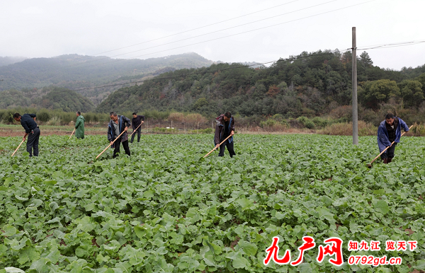 降雨降温 武宁县各地加强冬种作物防寒保暖