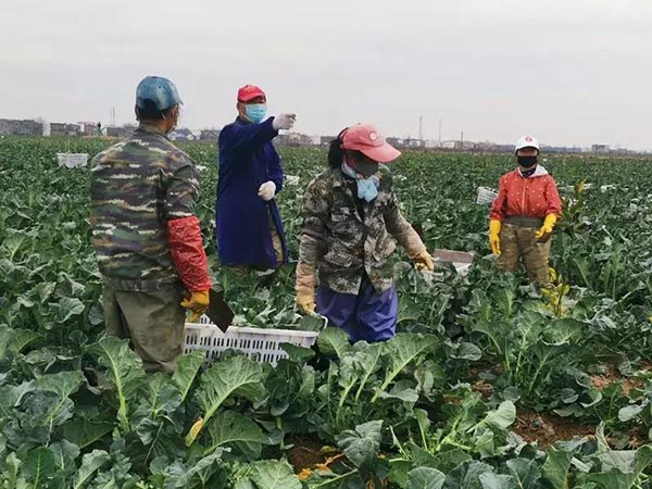 帮帮菜农！江洲镇200万斤蔬菜急待销售！