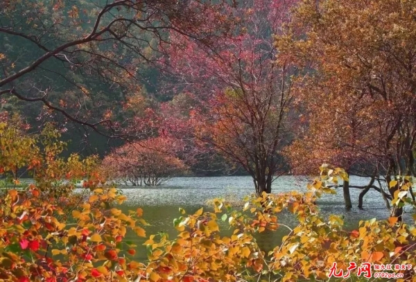 赏秋最佳目的地！你离九江撩人的秋色，只差这些美景……