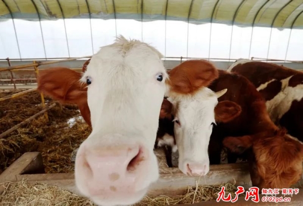 湖口县：肉牛养殖让日子“牛”起来